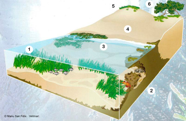 esquema-posidonia-manu-san-felix