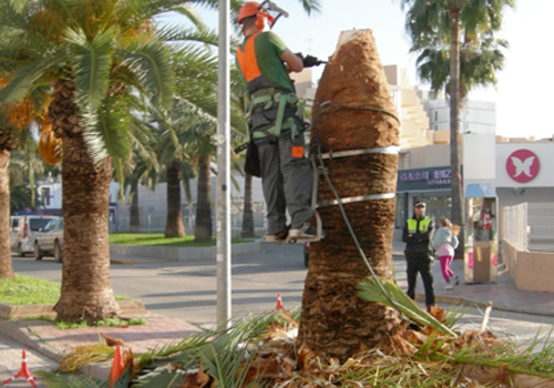 Imatge del sanejament d’una palmera pública infectada